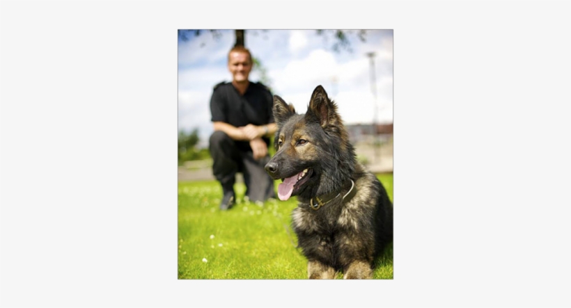Pets2go A1 Best Universal Durable Vehicle Pet Barrier,, transparent png #4219677