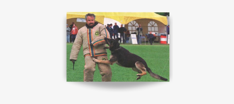 , Bringing It Up To Diensthundordnungprofung (dpo) - Old German Shepherd Dog, transparent png #4220149
