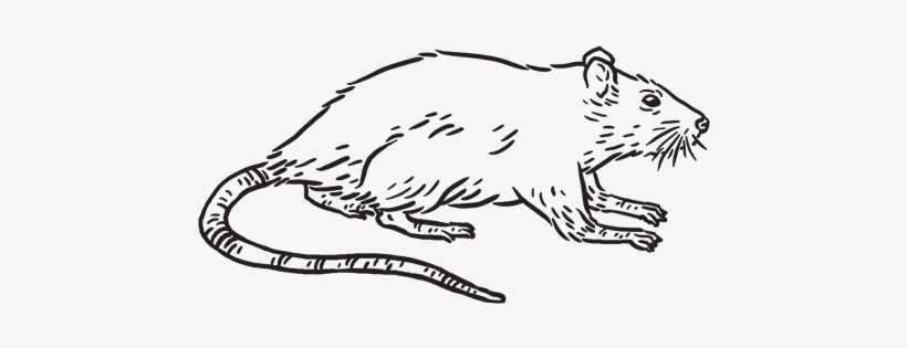 Rat, transparent png #4220987