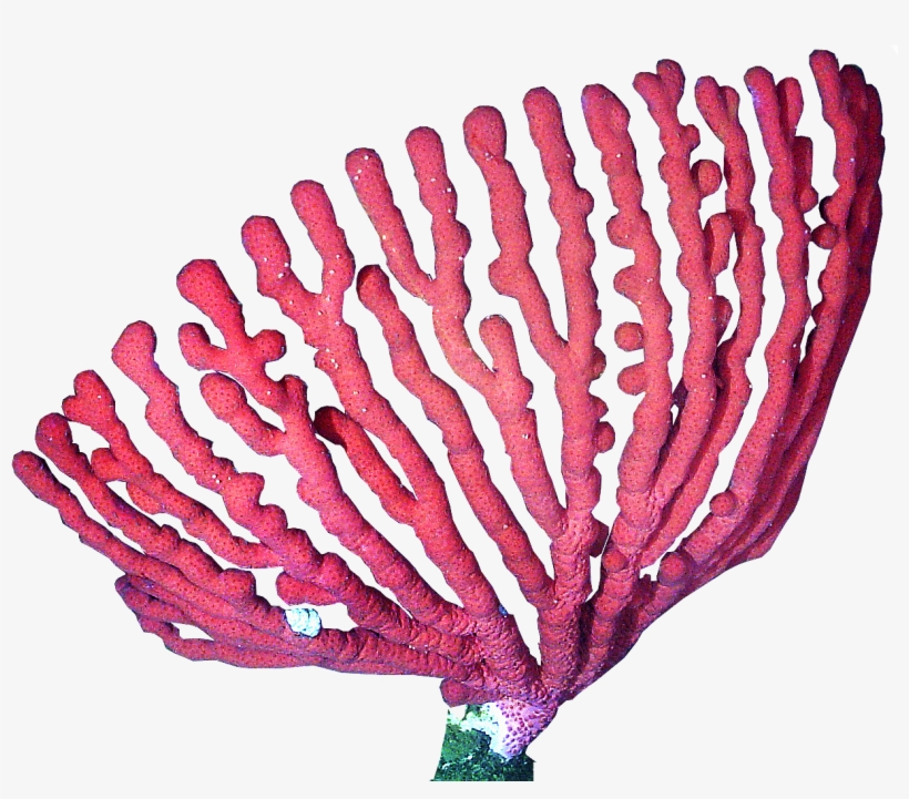 Coral Png, transparent png #4221523