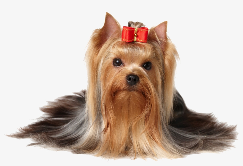 Pet Shop - Dog With Bow In Hair, transparent png #4223024