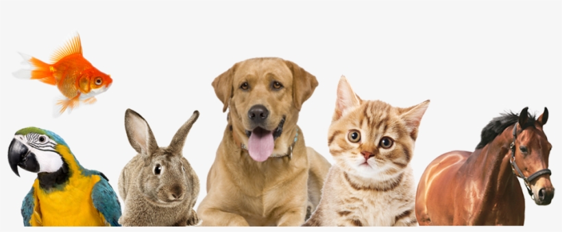 Pet Products - Animales Que Hacen Compania, transparent png #4223080
