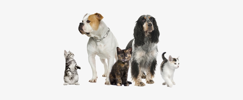 Pet Shop Animais - Dog And Cat Pdf, transparent png #4223174
