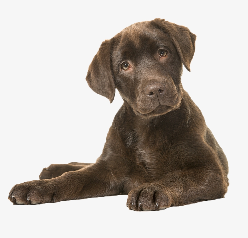 We Nurture This Gift By Providing All Our Pet Shop - Lab Dog, transparent png #4223634
