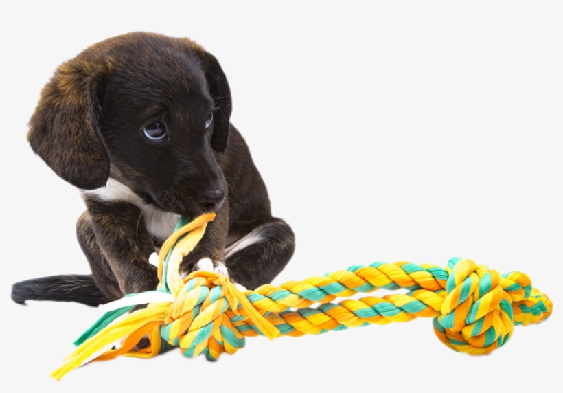 Everydog Justdogs Pet Shop In Snodland Kent - Everydog, transparent png #4223693