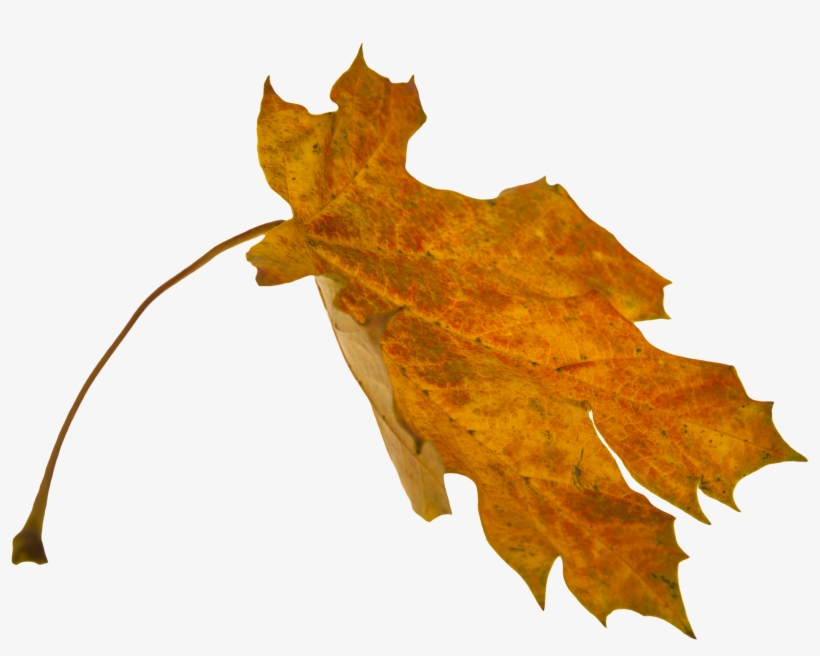 Png Leaf Overlays, transparent png #4223776