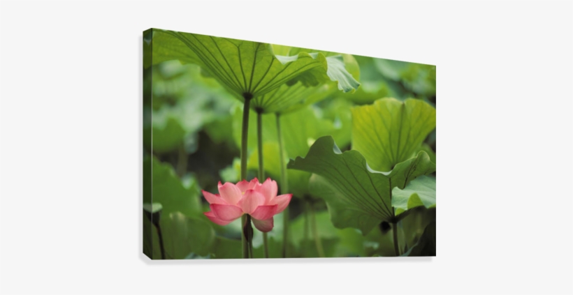 Hawaii, Single Bright Pink, Full Lotus Blossom Amongst - Design Pics Dpi1991217 Hawaii Single Bright Pink Full, transparent png #4224367