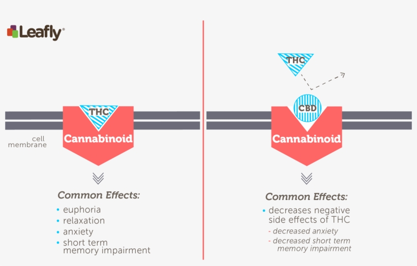 Thc Directly Stimulates The Cb1 Receptor - Does Cbd Get You High, transparent png #4224369