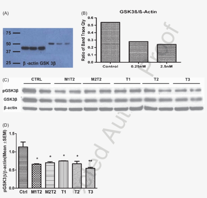 A Western Blot Performed To Determine The Effects Of - Gsk-3, transparent png #4224765