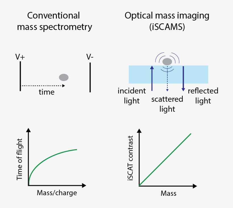 Professor Kyu Young Han Has Published A Paper "measuring - Diagram, transparent png #4224978