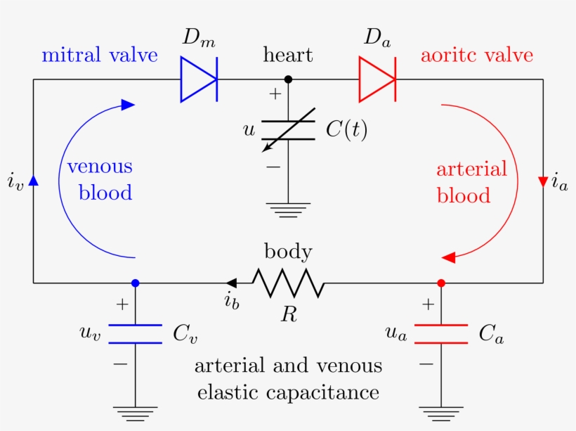 "electrical Analog Of The Heart And Circulatory System" - Heart, transparent png #4225228