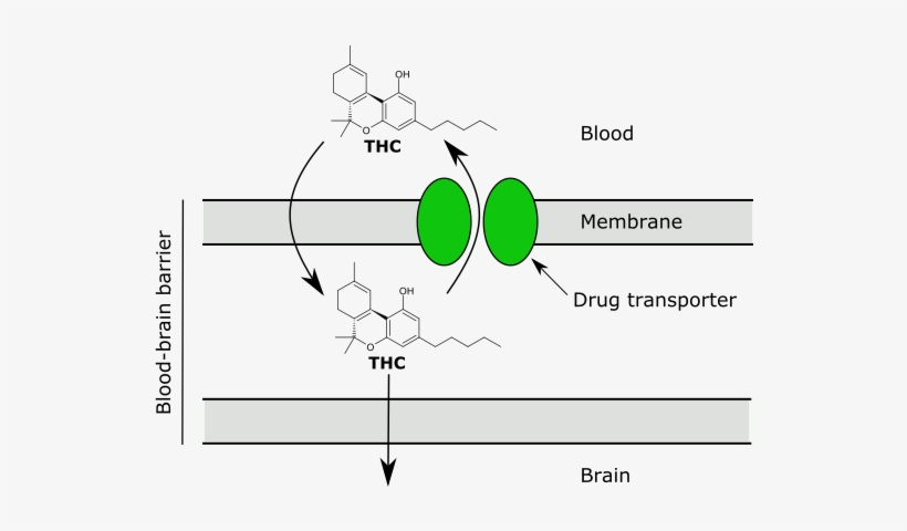 Thc Drug Transporters Blood Brain Barrier - Thc Blood Brain Barrier, transparent png #4225326