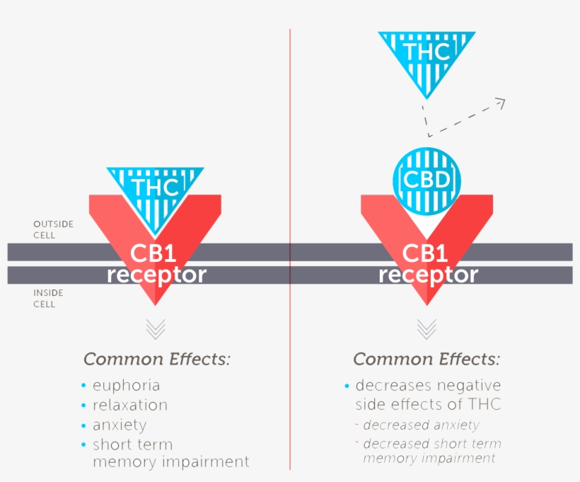 While Thc Has A High Affinity For Cb 1, Cbd Does Not - Faah Cbd, transparent png #4225385