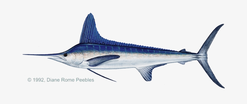 White Marlin Painting, transparent png #4226015