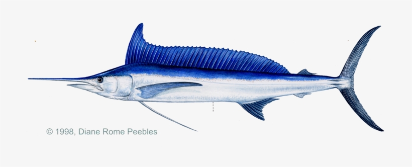 Spearfish, Atlantic - Long Nosed Spearfish, transparent png #4226166