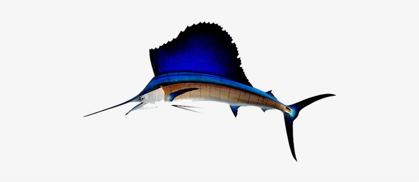 Sailfish Are The Ultimate Trophy Fish As They Are Abundant, - Sailfish Png, transparent png #4226197