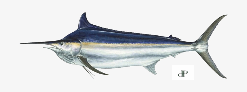 Black Marlin, transparent png #4226491