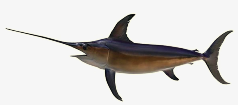 Sword Fish - Swordfish, transparent png #4226719