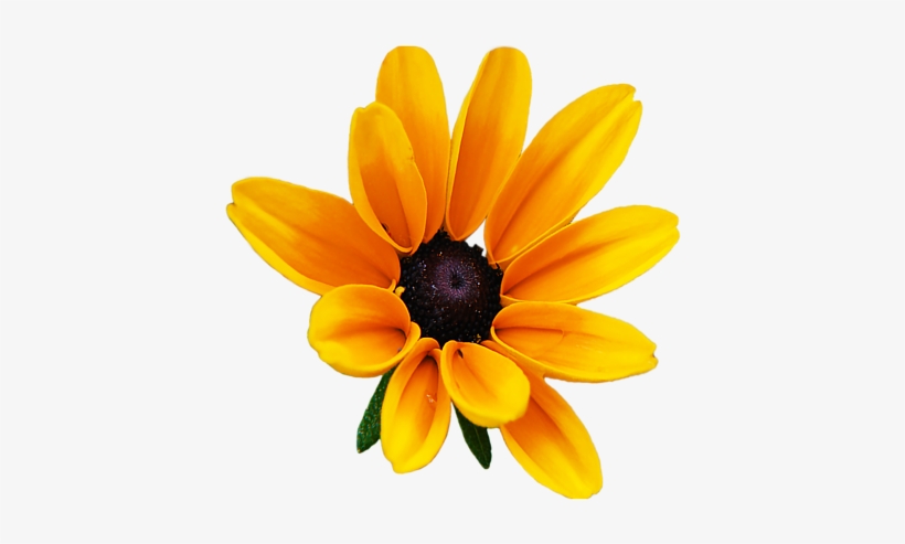 Report Abuse - Black Eyed Susan Yellow Flowers, transparent png #4226722