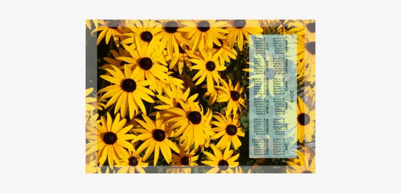 2018 Black-eyed Susan Calendar Fabric By Victorialasher - Tea, transparent png #4226813