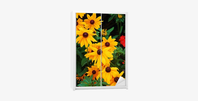 Black-eyed Susan Flowers In Full Bloom Wardrobe Sticker - Schöner Gelber Sonnenblumedruck Rechteckiger Aufkleber, transparent png #4226856