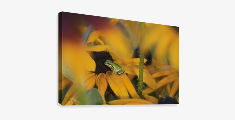 A Pacific Treefrog Looks For Flies On Black-eyed Susan - Pacific Treefrog Looks For Flies On Black-eyed Susan, transparent png #4227082