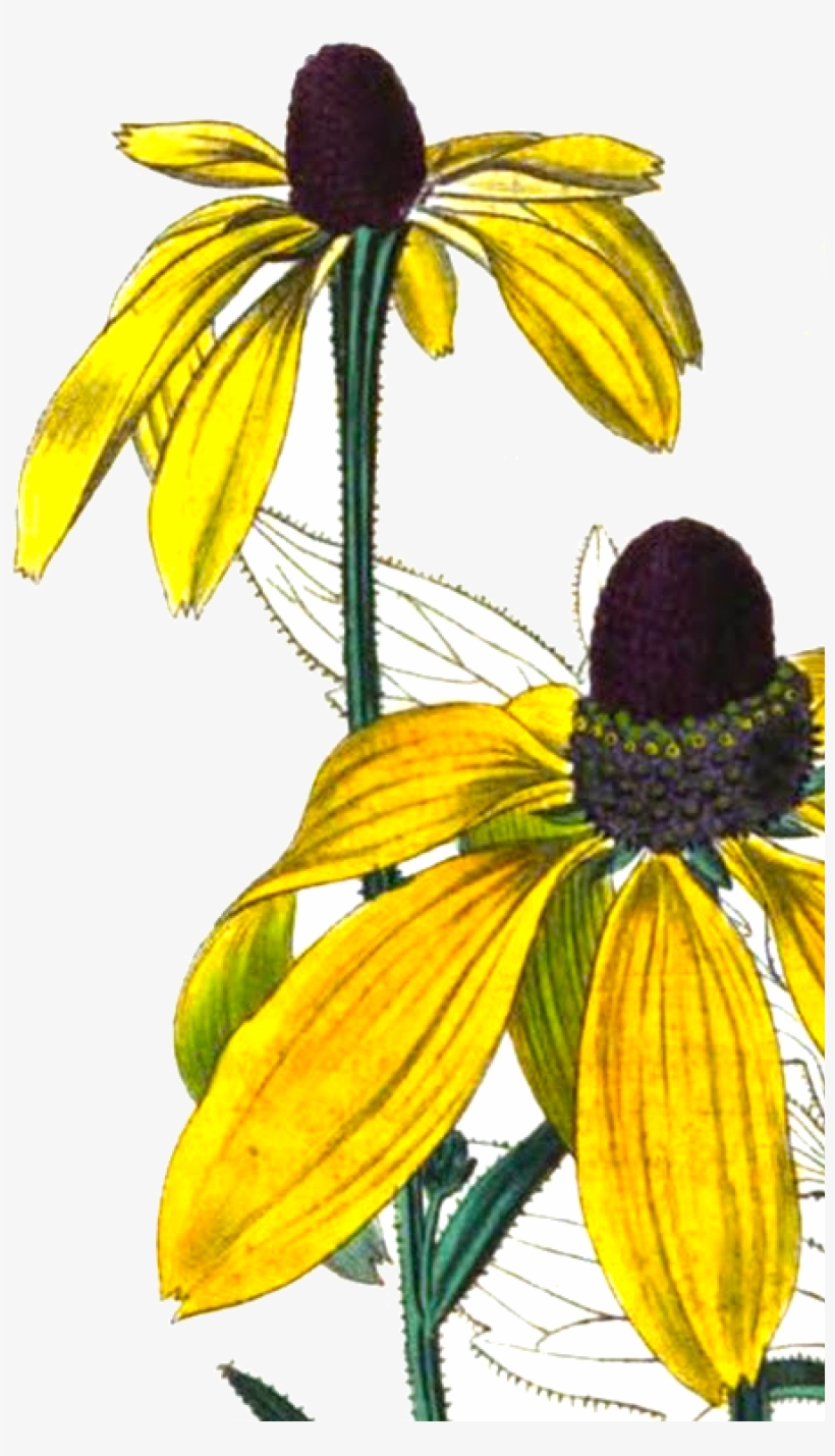 Rudbeckia Pinnata Engraving From Bury Hill - Sunlight, transparent png #4227440