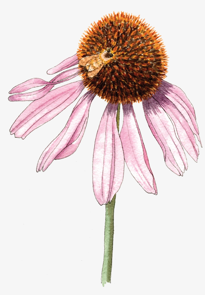 Echinaceabee-300 - Purple Coneflower, transparent png #4227746