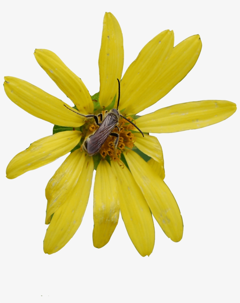 Home Page Flower - African Daisy, transparent png #4227751