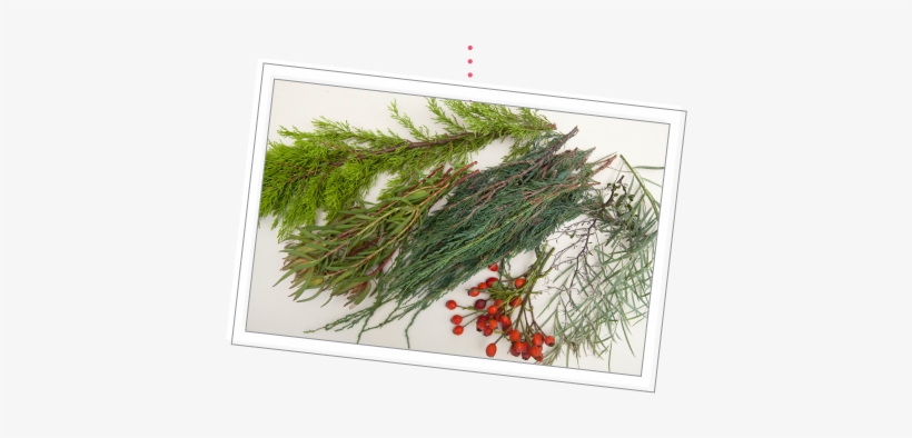 Process The Plants Into Usable Sizes - Evergreen, transparent png #4230144