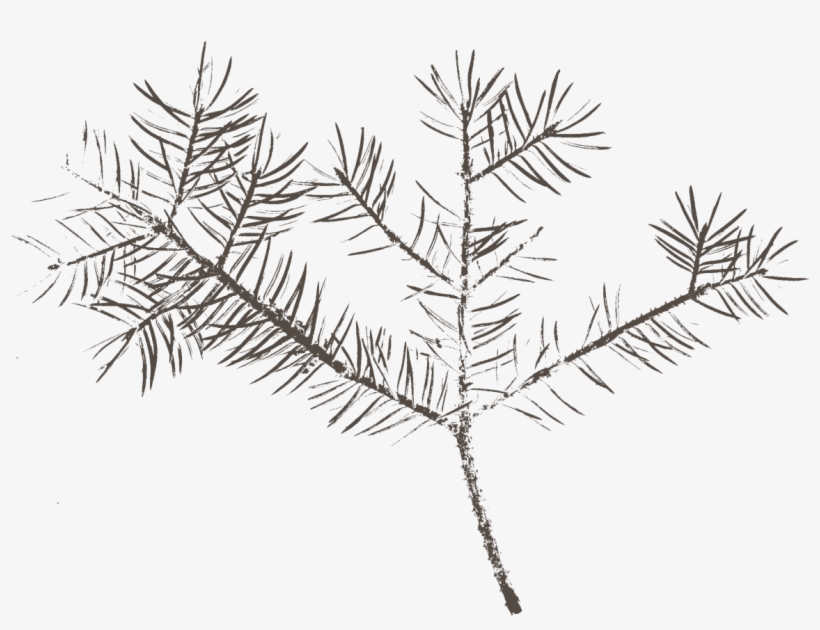 Pine, transparent png #4230242