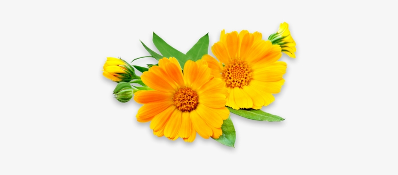 Our Flower Services 3 Orange Blooms With Greenery - Calendula Flowers, transparent png #4231403