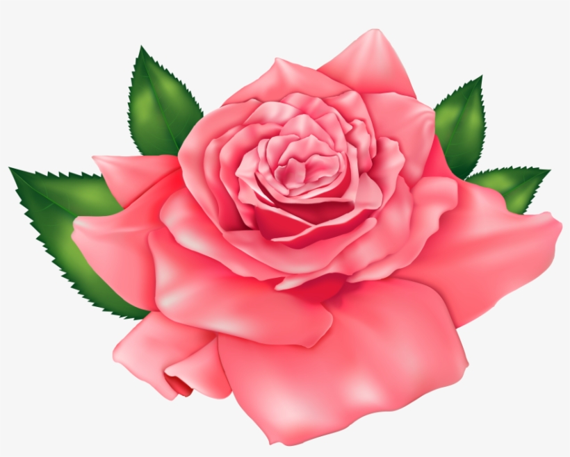 Flores Rosa Vermelha 3 Png - Pink Rose Png Clipart - Free Transparent PNG Download - PNGkey
