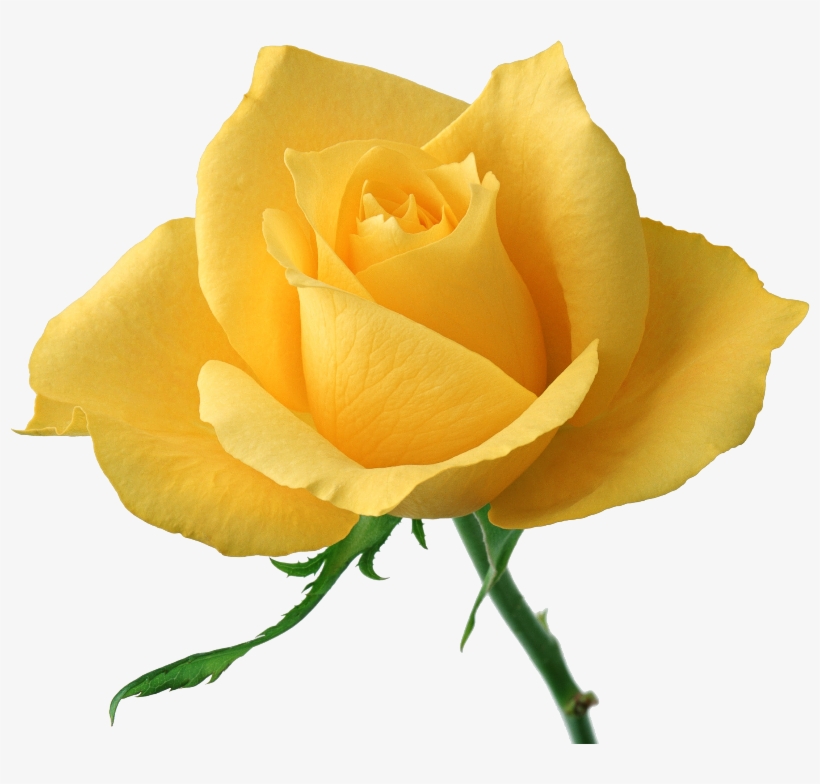 Rosa Branca E Rosa Vermelha Juntas União E Aceitação - Single Yellow Rose Flowers, transparent png #4231615