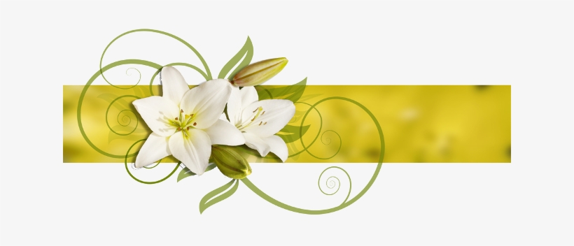 My Name Is Shirley Timms And I Am An Independent Civil - Funeral Lily Flowers Png, transparent png #4232262