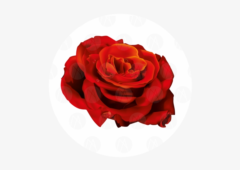 Rosa Vermelha - Hybrid Tea Rose, transparent png #4232552