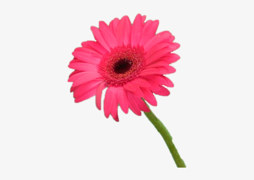 Gérbera Vermelha Unitária - Flores Unitárias, transparent png #4232613