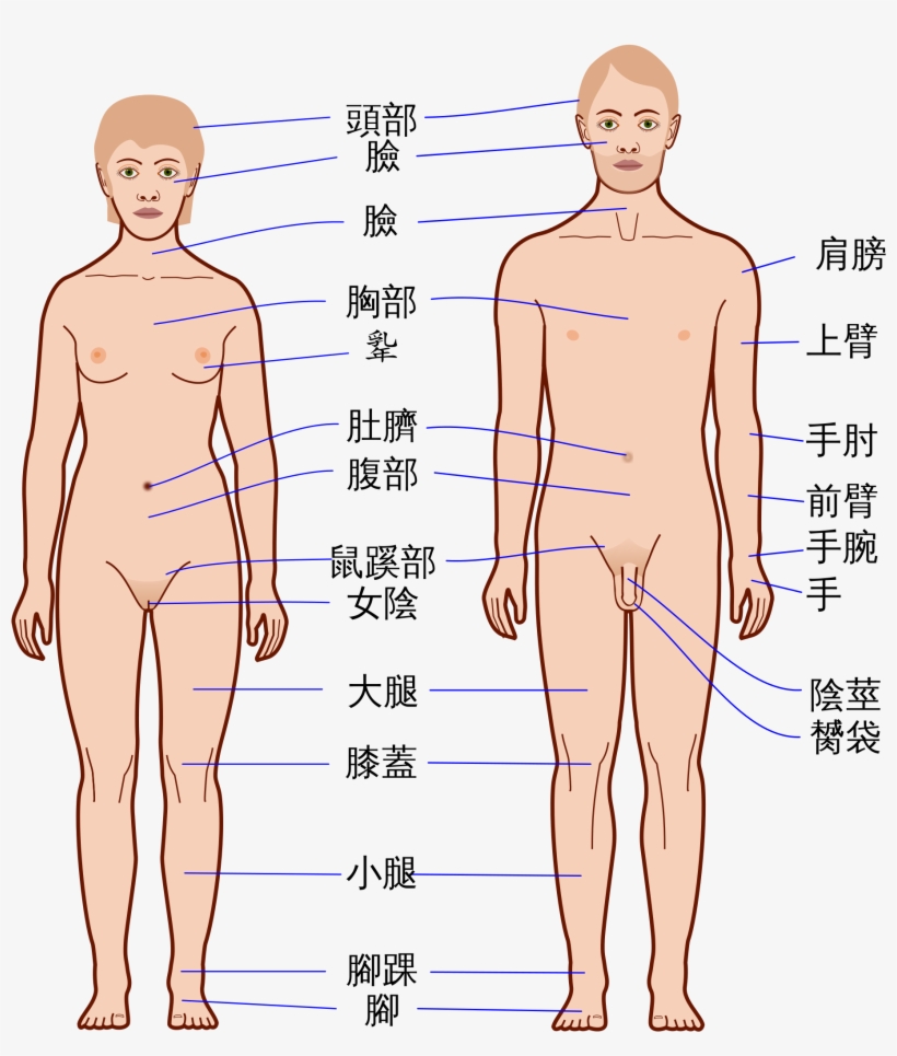 Open - Body Ka, transparent png #4235564