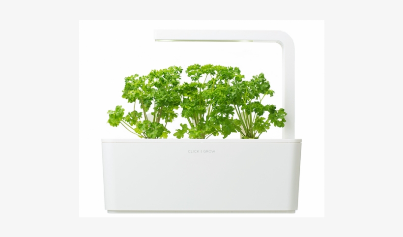 Parsley, transparent png #4235904