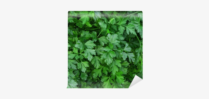 N.l. Chrestensen Petersilie Gigante D' Italia, transparent png #4237025