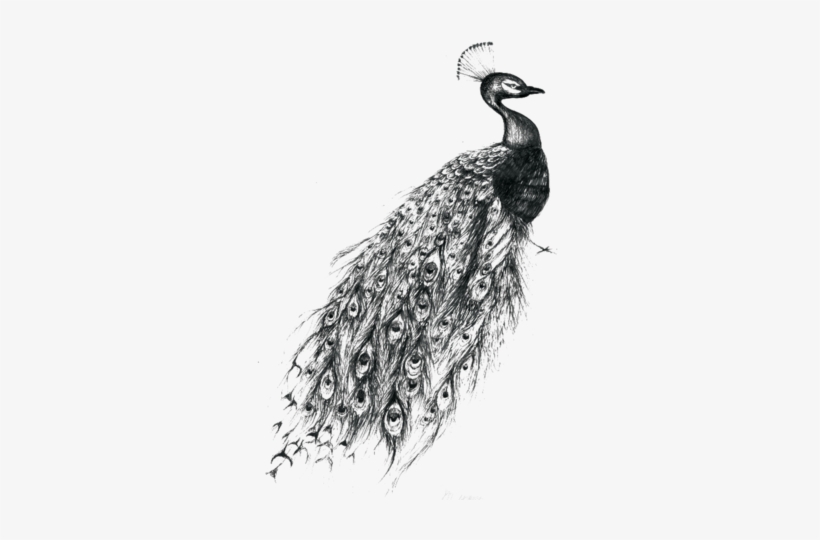 Peacock Tattoo 1 Large - Peacock Tattoo Black And White, transparent png #4237282