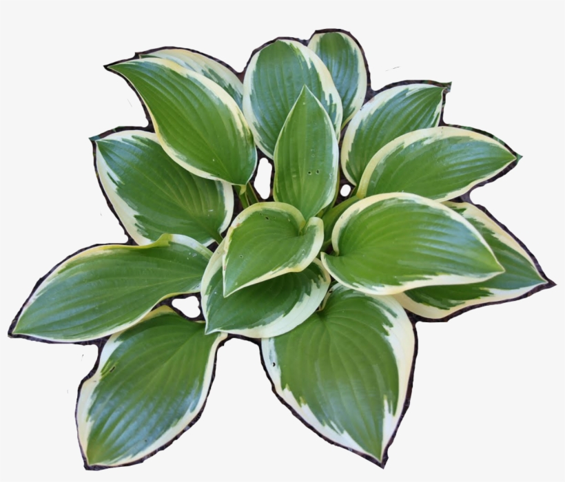 Hosta-iso - Plantain Lilies, transparent png #4237453