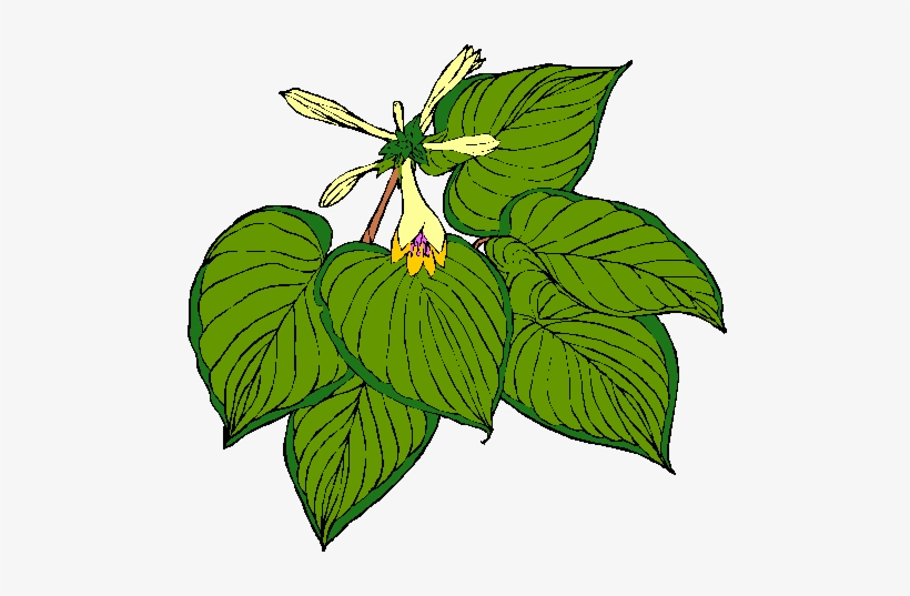 Hosta - » - Portable Network Graphics, transparent png #4237460