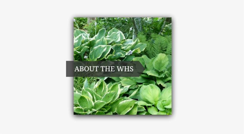 About Us - Wisconsin, transparent png #4237522