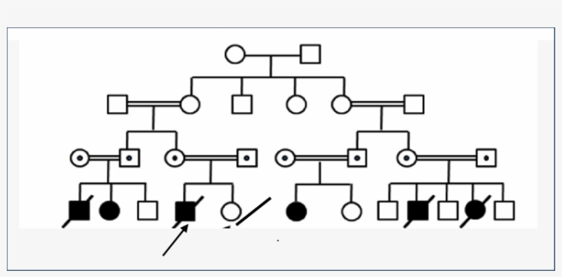 Pedigrees Of The Family Black Symbol Indicate Affected - Diagram, transparent png #4237724