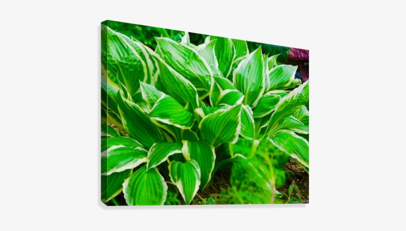 Francee Hosta Canvas Print - Wallpaper, transparent png #4238061