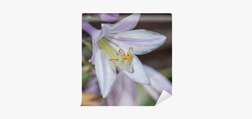 Agapanthus, transparent png #4238161