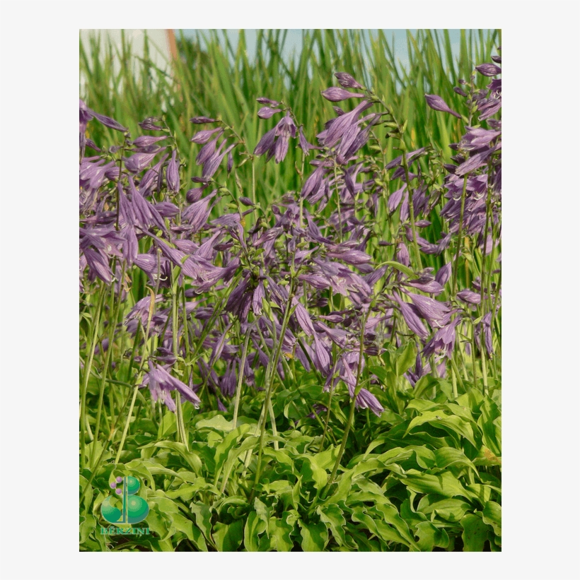 Mazā Hosta - Periwinkle, transparent png #4238282