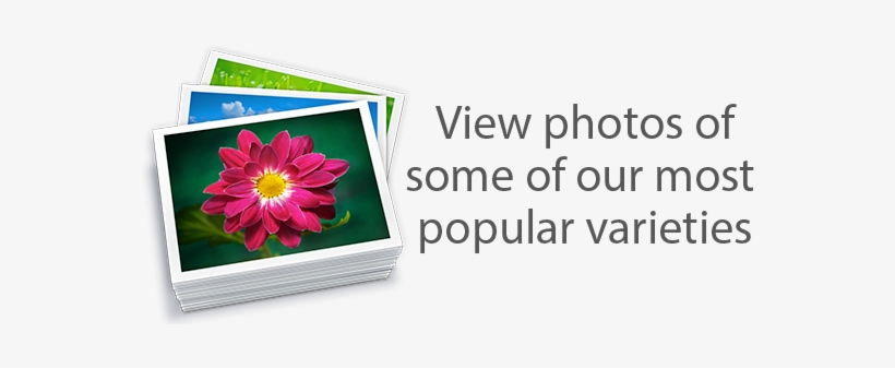 Iphoto, transparent png #4238434