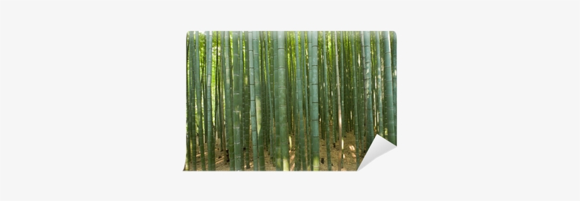 Bamboo Forest, transparent png #4238589